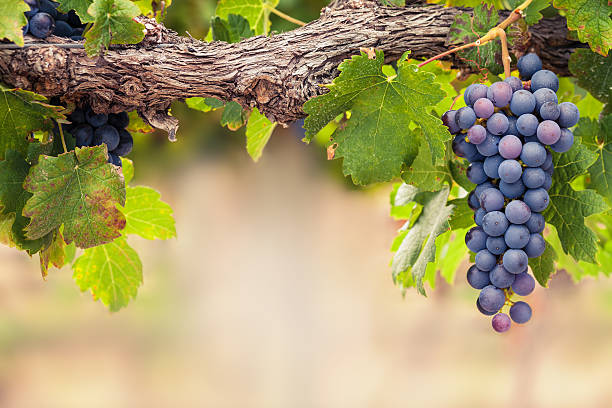 shiraz trauben auf alten vine - hanging from the vine stock-fotos und bilder