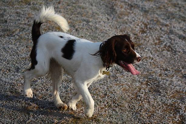 istock working type liver and white english springer spaniel pet gundog 464681972