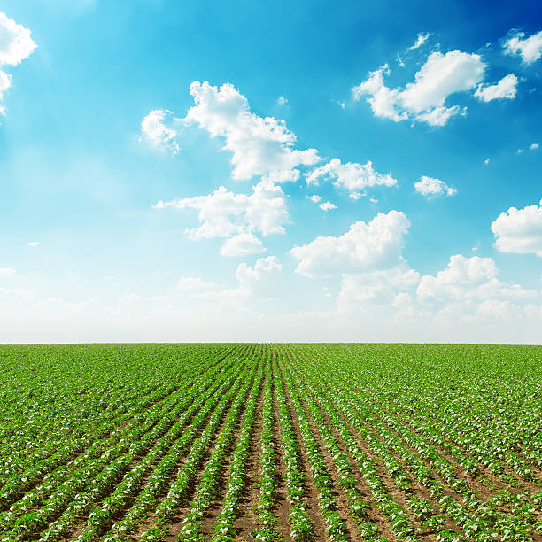 istock spring green field and blue sky with white clouds 464682324