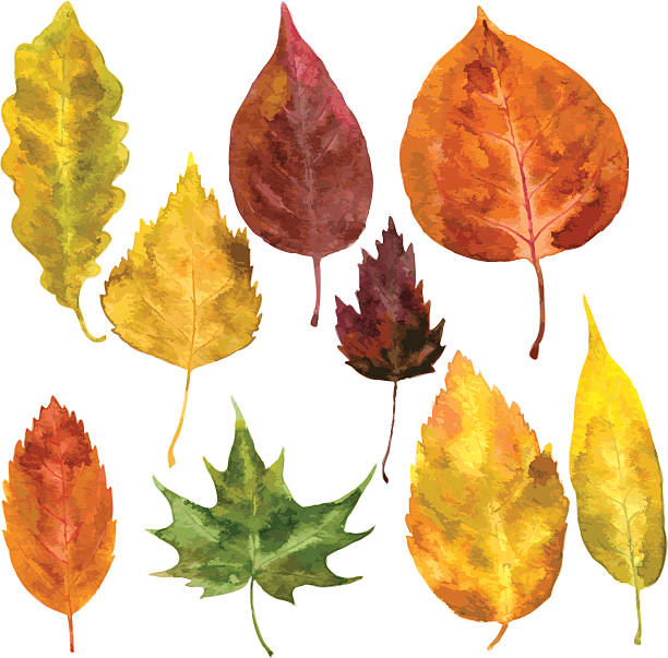 набор осень листья в акварельных тонах - autumn backgrounds biology botany stock illustrations