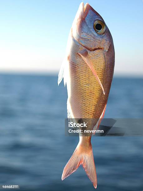 Foto de Peixe Do Gancho e mais fotos de stock de Adulto - Adulto, Azul, Beleza natural - Natureza