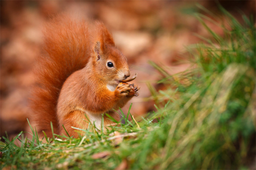 Red squirrel eating an acorn in the grass