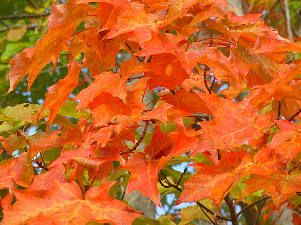 istock colorful autumn leaves 464684615
