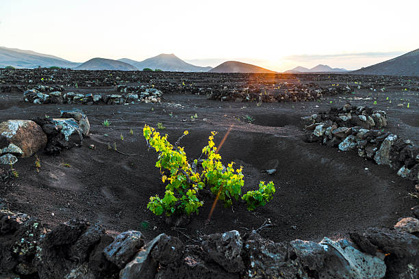 raisin magnifiques plantes poussent sur le sol volcanique dans la geria - lanzarote canary islands volcano green photos et images de collection