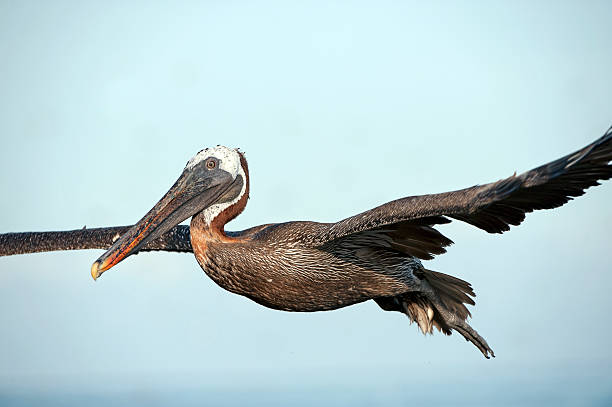 istock Brown Pelican in flight, Galapagos Islands 464688214