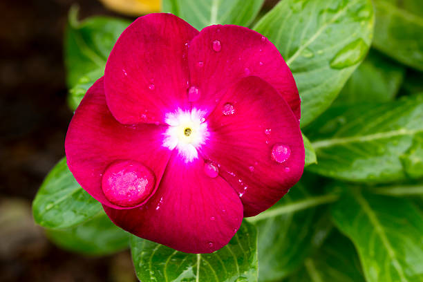 red cape barwinek, vinca i upuść - catharanthus zdjęcia i obrazy z banku zdjęć