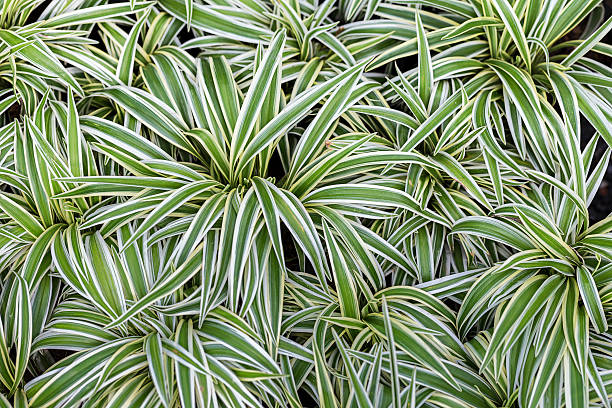 green leaf background stock photo