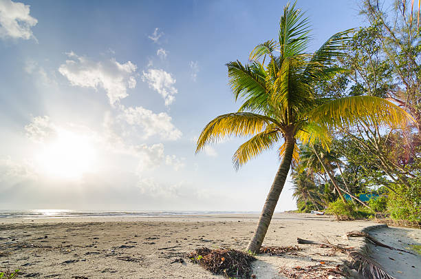 istock Palm trees on beautiful beach near the sea 464691766