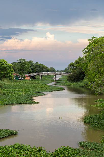 Rangsit Canal with hyacinth stock photo