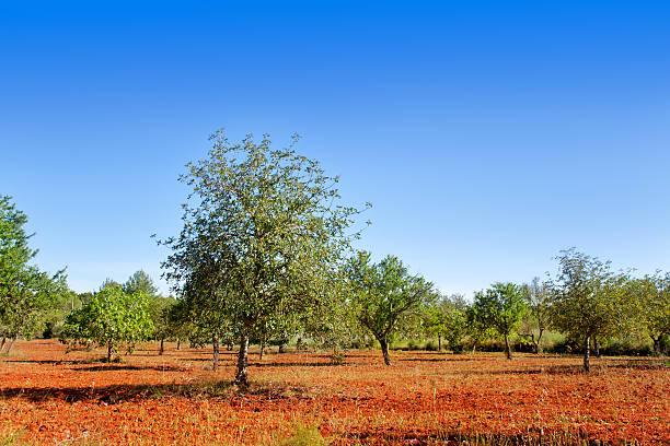 istock Agriculture in Ibiza island mixed mediterranean trees 464692784