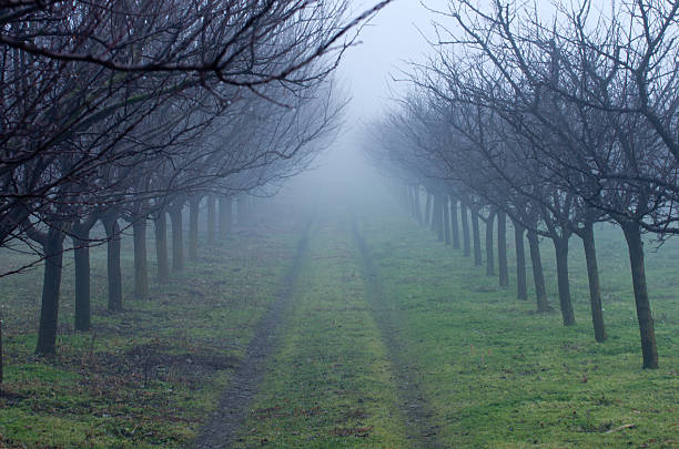 istock Orchard on foggy day 464694223