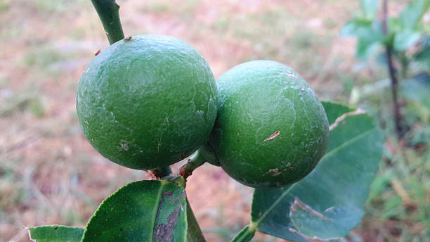 istock Lemon green in thailand 464694938
