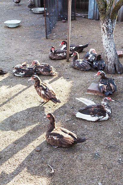 istock flock of domestic ducks on poultry yard 464695094