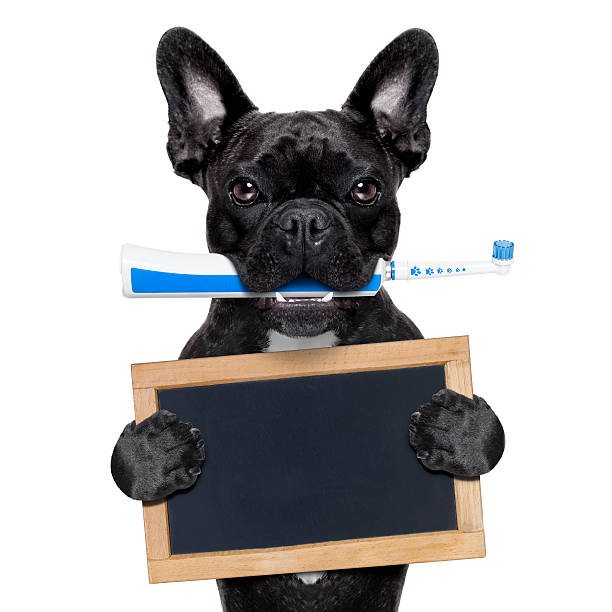 istock electric toothbrush dog 464695264