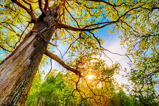 istock Spring Sun Shining Through Canopy Of Tall Oak Trees 464695592