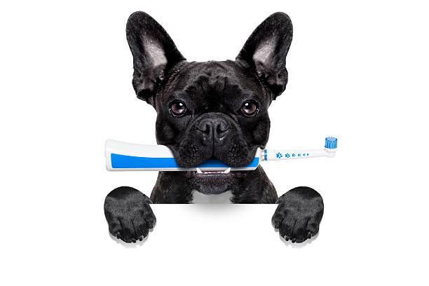 istock electric toothbrush dog 464695696