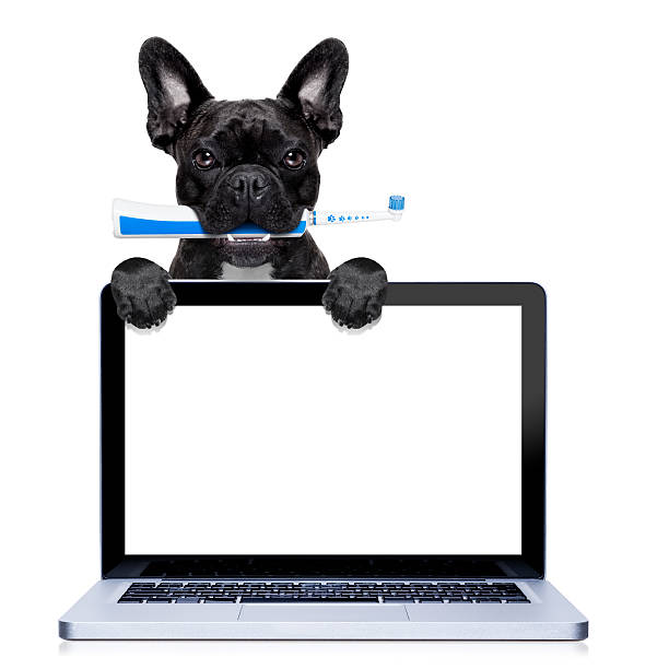 istock electric toothbrush dog 464695700