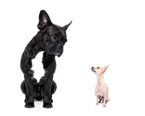 two big and small dogs a big french bulldog and small tiny chihuahua dog looking at each other, feelings involved, isolated on white background lap dog stock pictures, royalty-free photos & images