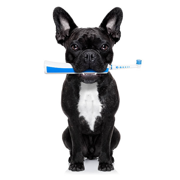 istock A black and white dog with a blue toothbrush in its mouth 464695728