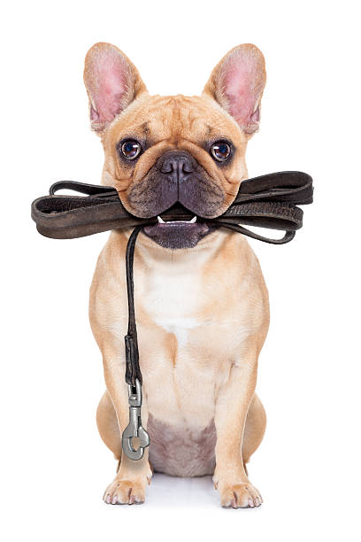 Dog with leash in mouth ready to go for a walk fawn french bulldog sitting with leather leash ready for a walk with owner, isolated on  white isolated background pet leash photos stock pictures, royalty-free photos & images
