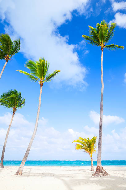 istock Palm trees growing on sandy beach. Coast of Atlantic ocean 464695986