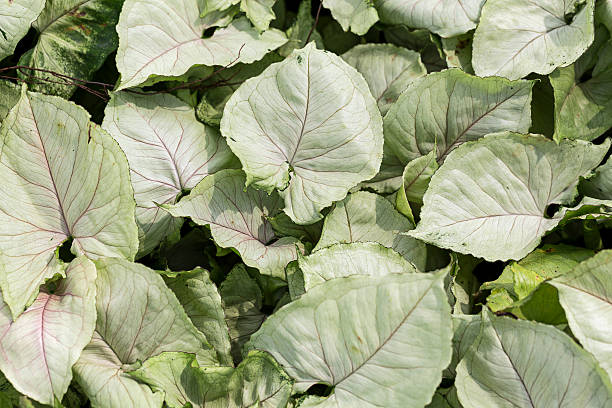 green leaf background stock photo