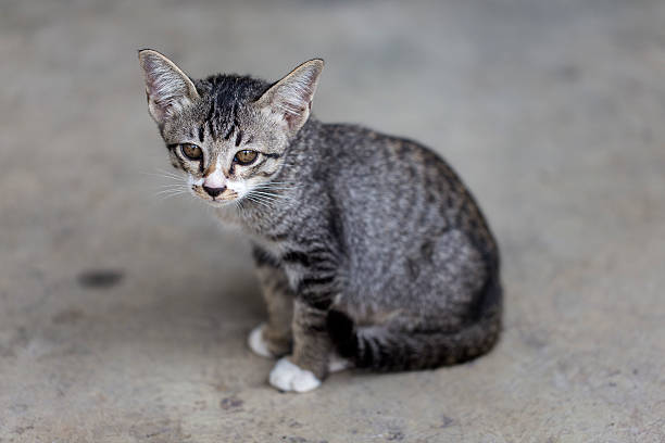 Thai little kitten/small cat stock photo