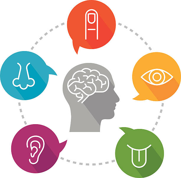 Human Head And Sensory Perception An illustration depicting sensory receptors. Icon set includes icon for vision (eye); icon for hearing (ear); icon for smell (nose); icon for taste (tongue) and icon for touch (finger). Icons are put inside speech bubbles which are placed on a circular line. In the middle there is a head with a brain icon inside it. Icons are white, very simple and created in a "line" style. Speech bubbles are vibrant and bright. sensory perception stock illustrations