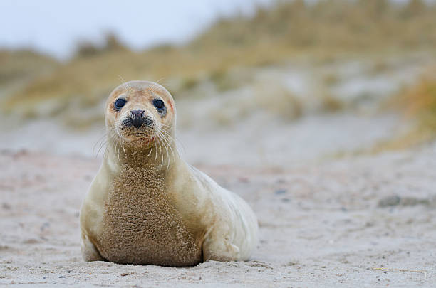 jovem foca-cinzenta - grypus - fotografias e filmes do acervo