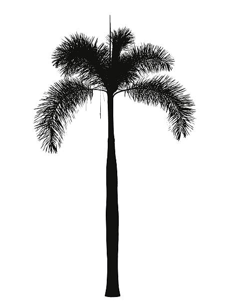 Foxtail palm silhouette vector art illustration