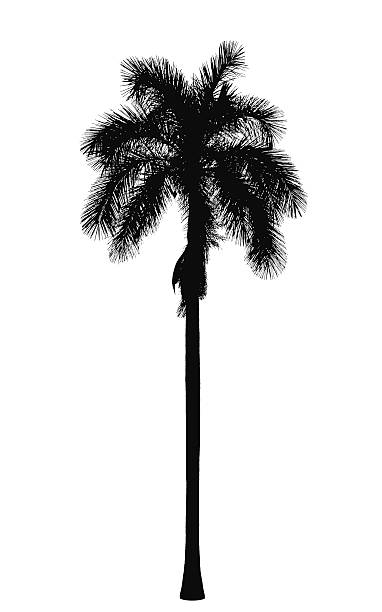 Old royal palm silhouette vector art illustration