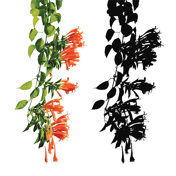 Orange trumpet, Flame flower, Fire-cracker vine, Vectors vector art illustration