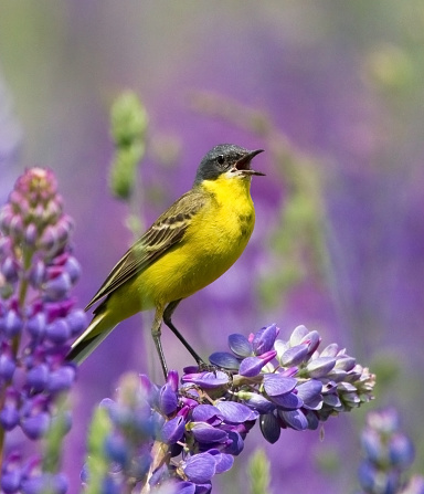 Singing Western Yellow Wagtail on lupine flower