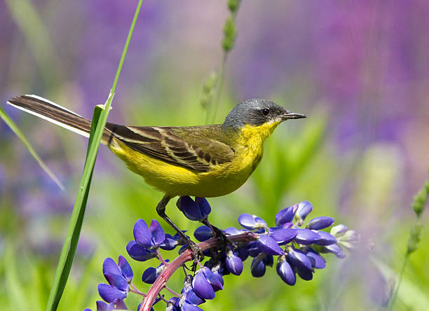 istock Western Yellow Wagtail on lupine flower 464701176