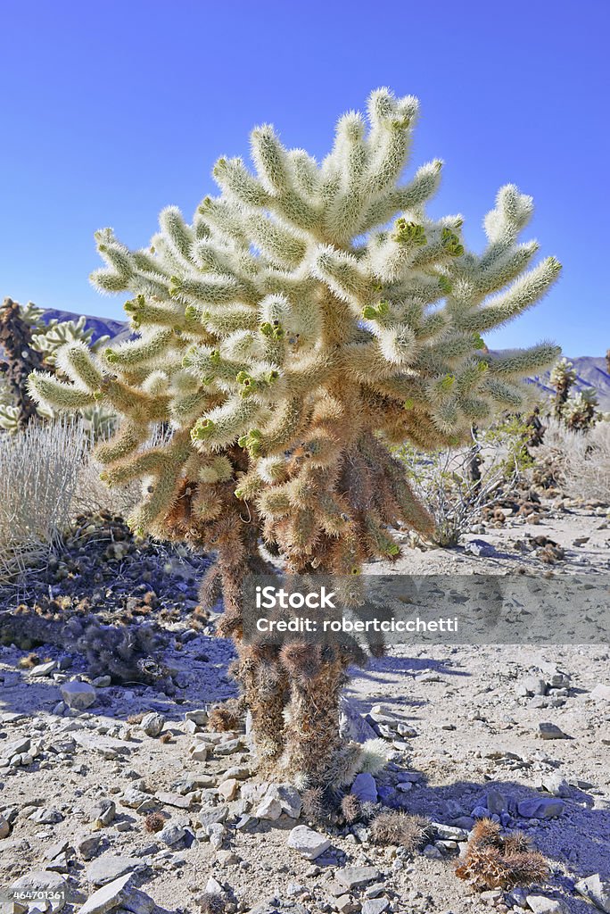 Чолья, кактуса в Mojave Пустыня, Калифорния - Стоковые фото Cholla Cactus роялти-фри
