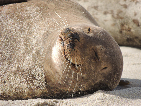 Harbor Seal asleep on the sand near Children's Pool La Jolla CA. Looks like it's happy/smiling