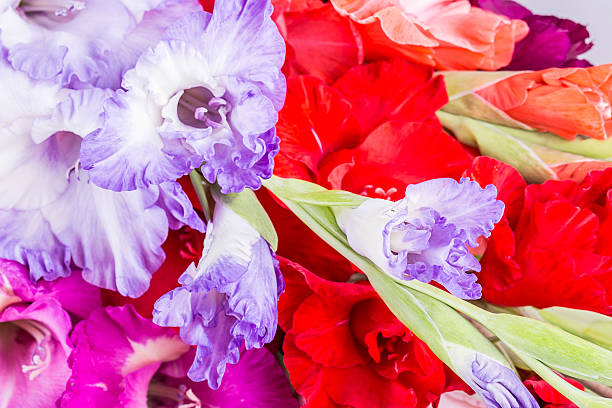 gladiolo flor - gladiolus single flower flower yellow fotografías e imágenes de stock