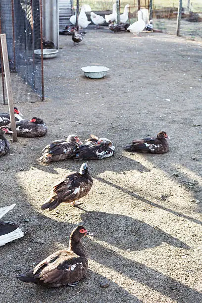Photo of country poultry yard with ducks and gooses