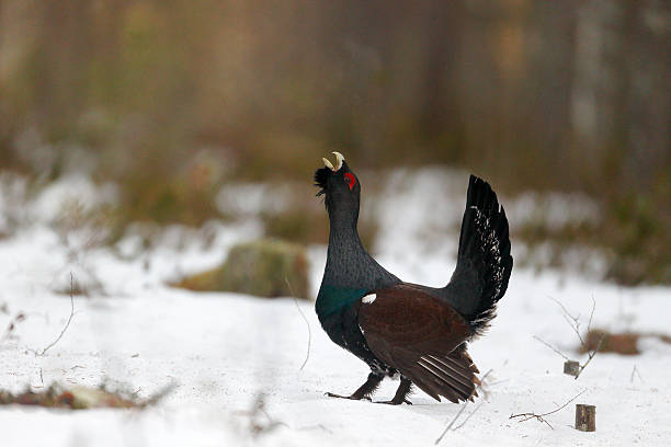 Capercaillie, Tetrao urogallus Capercaillie, Tetrao urogallus, single male in snowy forest displaying at lek, Finland, April 2013 capercaillie grouse grouse wildlife scotland stock pictures, royalty-free photos & images