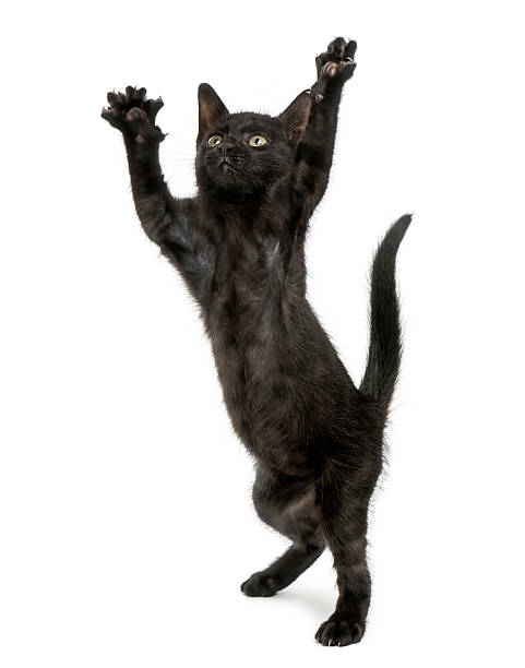 istock Black kitten standing on hind legs reaching up on screen 464702731