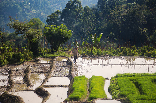 Ella, Sri Lanka - March 2, 2014: Worker in paddy field. As well as tea, Sri Lanka is also an important rice producer.