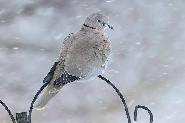 istock Collared dove, Streptopelia decaocto 464708053
