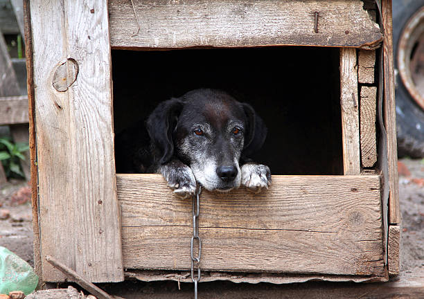 istock old dog in a kennel 464708147