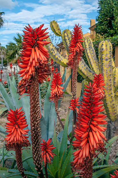 istock Flowers of Aloe 464708886