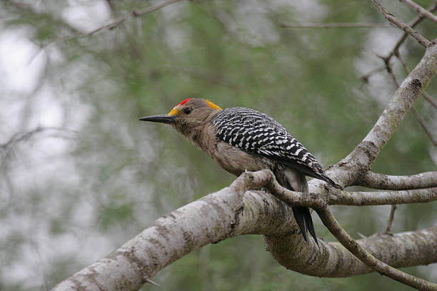 istock Golden-fronted Woodpecker 464708958