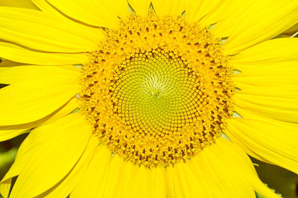 close-up with sunflower on a summer day