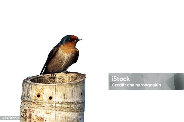 Isolated Bird On A Bamboo Stump Stock Photo - Download Image Now - Animal, Animal Wildlife, Animals In The Wild