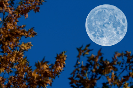Full Moon (in sharp focus) and leafs (defocused) on a fine blue sky without gradients. Taken with a long focal telescope.