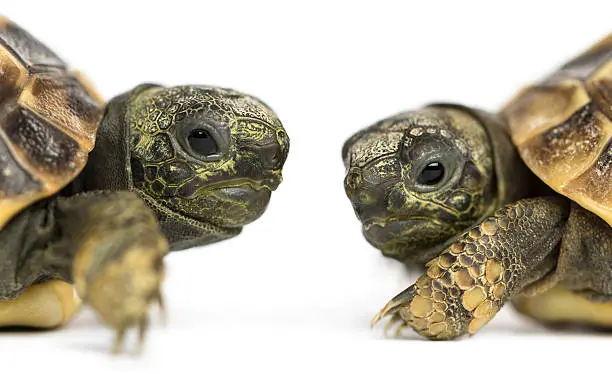 Photo of Close-up of two baby Hermann's tortoise facing each other