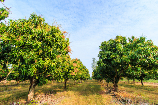 Mango orchards asia Thailand